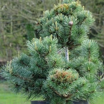 Pinus parviflora Negishi - Mädchen-Kiefer