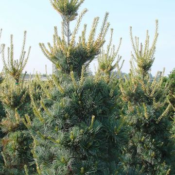 Pinus parviflora Tempelhof - Mädchen-Kiefer