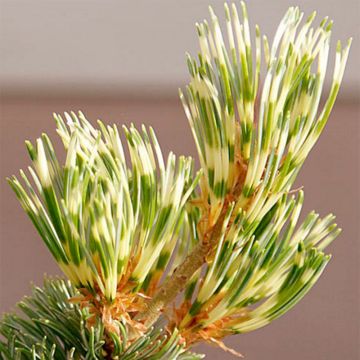 Pinus parviflora Fukai - Mädchen-Kiefer