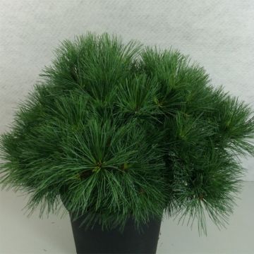 Pinus strobus Ontario - Weymouths-Kiefer