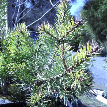 Pinus sylvestris Doone Valley - Wald-Kiefer