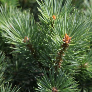 Pinus sylvestris Watereri - Wald-Kiefer