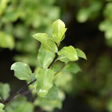 Pittosporum tenuifolium Green elf