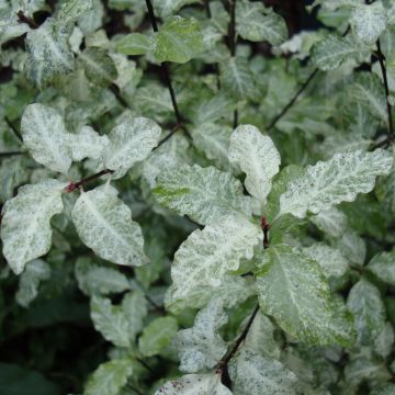 Pittosporum tenuifolium Irene Patterson