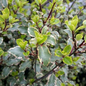 Pittosporum tenuifolium Victoria