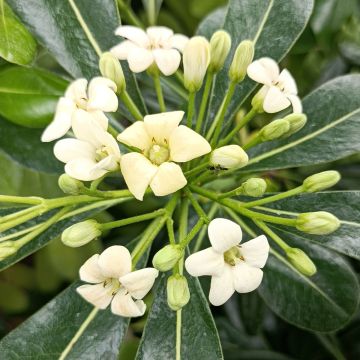 Pittosporum tobira - Pittospore du Japon