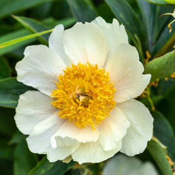 Paeonia lactiflora Claire de Lune - Edel-Pfingstrosen