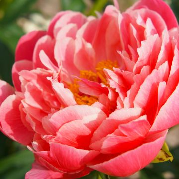 Paeonia lactiflora Coral Sunset - Edel-Pfingstrosen