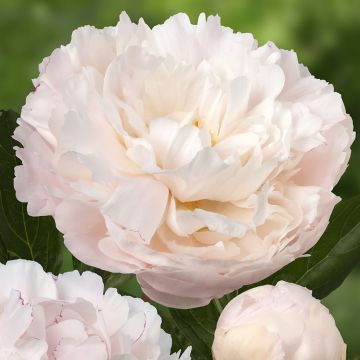 Paeonia x lactiflora Dynasty - Edel-Pfingstrosen