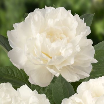 Paeonia x lactiflora Fringed Ivory - Edel-Pfingstrosen