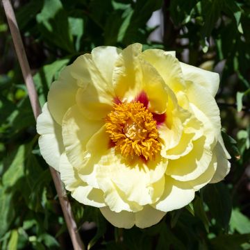 Paeonia Itoh Bartzella