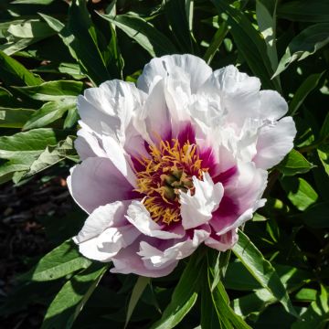 Paeonia Itoh Cora Louise