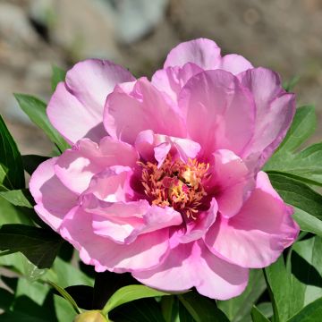 Paeonia Itoh First Arrival