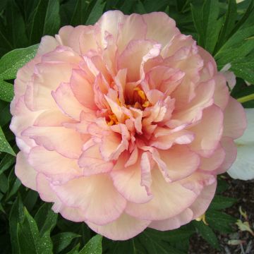 Paeonia x Itoh Scrumdidleyumptious - Intersektionelle Pfingstrose