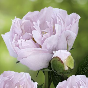 Paeonia x lactiflora Pink Vanguard - Edel-Pfingstrosen