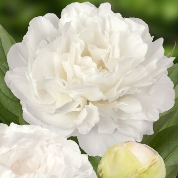 Paeonia x lactiflora Puffed Cotton - Edel-Pfingstrosen