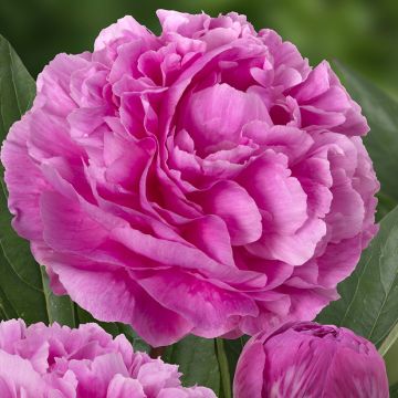 Paeonia x lactiflora Think pink - Edel-Pfingstrosen