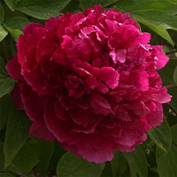 Paeonia suffruticosa Bai Yuan Hong Xia - Strauch-Pfingstrose