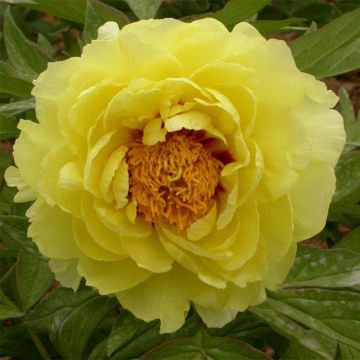 Paeonia lutea Hai Huang - Strauch-Pfingstrose