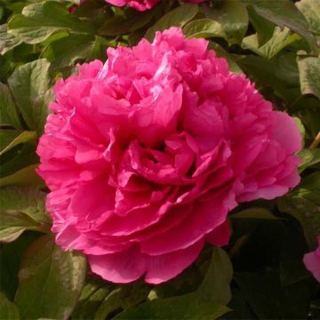 Paeonia suffruticosa Juan Ye Hong - Strauch-Pfingstrose