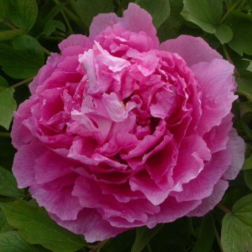 Pivoine arbustive 09 Lu He Hong - Paeonia (x) suffruticosa