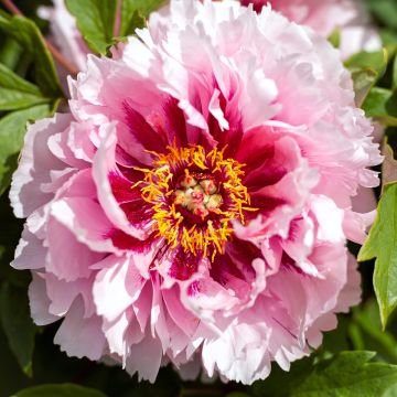 Paeonia suffruticosa Lan Bao Shi - Strauch-Pfingstrose