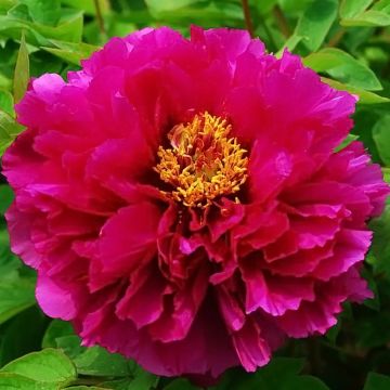 Paeonia suffruticosa Luo Yang Hong - Strauch-Pfingstrose