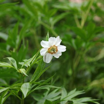 Pivoine botanique - Paeonia emodi