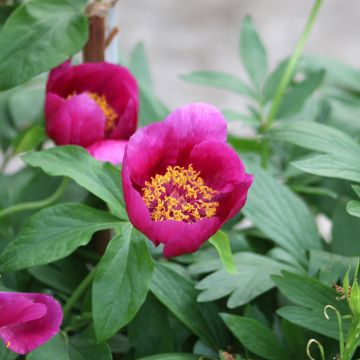 Paeonia mascula - Pfingstrose