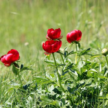 Paeonia peregrina - Pfingstrose