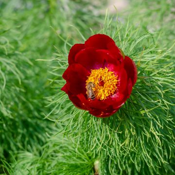 Paeonia tenuifolia - Netzblatt-Pfingstrose