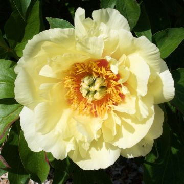 Paeonia Itoh Yellow Crown