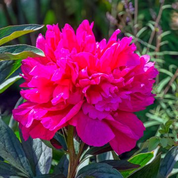 Paeonia lactiflora Adolphe Rousseau - Edel-Pfingstrosen