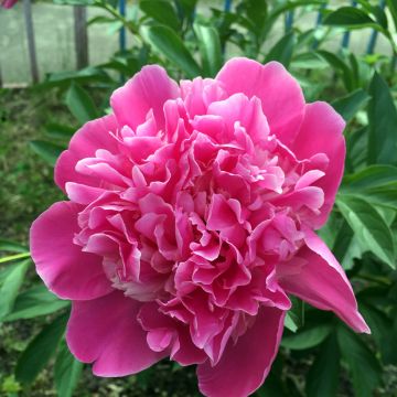 Pivoine lactiflora Amabilis