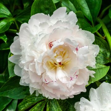 Paeonia lactiflora Boule de Neige - Edel-Pfingstrosen