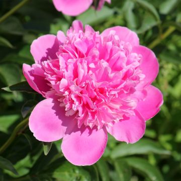 Paeonia lactiflora Bouquet Perfect - Edel-Pfingstrosen