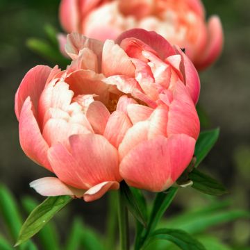 Paeonia lactiflora Coral Charm - Edel-Pfingstrosen