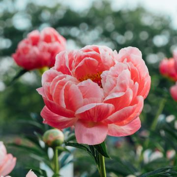 Paeonia lactiflora Coral Charm - Edel-Pfingstrosen