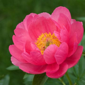 Paeonia lactiflora Cytherea - Edel-Pfingstrosen