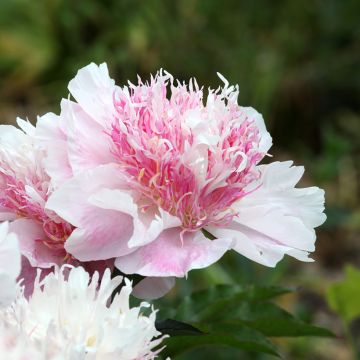 Paeonia lactiflora Do Tell - Edel-Pfingstrosen