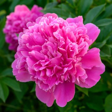 Pivoine lactiflora Edulis Superba