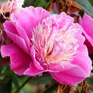 Paeonia lactiflora Fantastic - Edel-Pfingstrosen