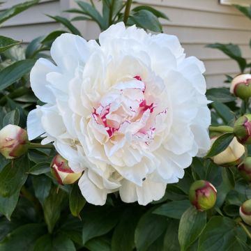 Paeonia lactiflora Festiva Maxima - Edel-Pfingstrosen