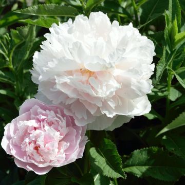 Paeonia lactiflora Fleur de Pêcher - Edel-Pfingstrosen