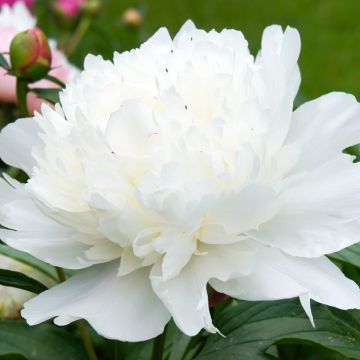 Paeonia lactiflora Gardenia - Edel-Pfingstrosen