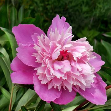 Pivoine lactiflora Gay Paree