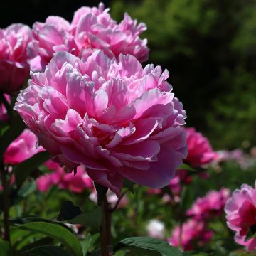 Paeonia lactiflora Jacorma - Edel-Pfingstrosen