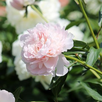 Paeonia lactiflora Madame Calot - Edel-Pfingstrosen