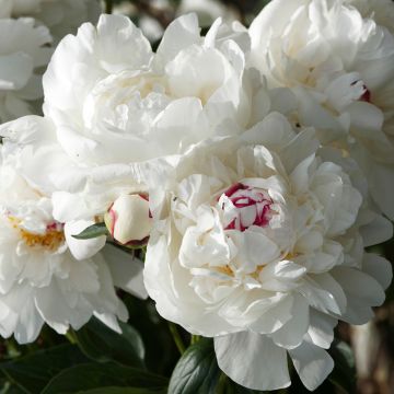 Paeonia lactiflora Marie lemoine - Edel-Pfingstrosen