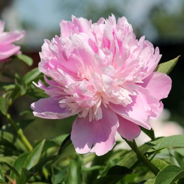 Pivoine lactiflora Monsieur Jules Elie